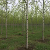 صنوبر فارس، مناسب کشاورزی صنعتی در اقلیم گرم