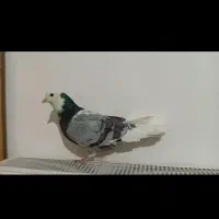 ۲عددکبوتر|پرنده|ابهر, |دیوار