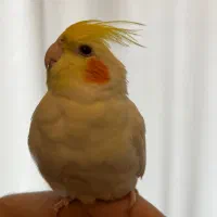 طوطی عروس هلندی|پرنده|لنگرود, |دیوار