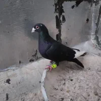 کفتر پلاکی تیر