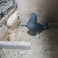 کبوتر ترکیه|پرنده|شیراز, بید زرد|دیوار