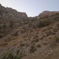 چوپان می خواهم