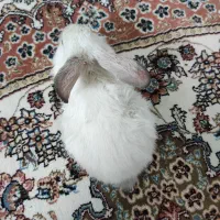 خرگوش لوپ350|موش و خرگوش|نیشابور, شهرک بسیج|دیوار