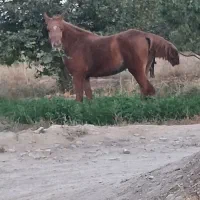 مادیان عرب مصری|اسب و تجهیزات اسب‌سواری|گلپایگان, |دیوار