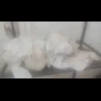 شکم گاو وماهی زنده سالمون موجوده|خوردنی و آشامیدنی|شیراز, ویلاشهر|دیوار