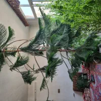 درخت کاج