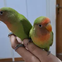 فروش کوتوله برزیلی