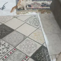 واگذاری گربه شکمو|گربه|قائمشهر, |دیوار