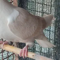 کبوتر پشتی|پرنده|خفر, |دیوار