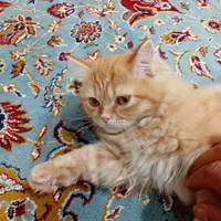 فروش گربه پرشین گارفیلد