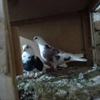 200|پرنده|کوهدشت, |دیوار