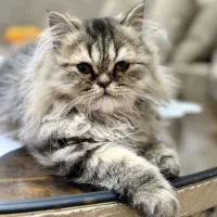 ۳گربه بازیگوش و سالم ۳ماهه برای واگذاری مسئولانه|گربه|تربتحیدریه, طالقانی|دیوار