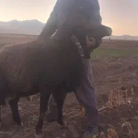 قوچ‌قزل‌افشار|حیوانات مزرعه|فریدونشهر, |دیوار