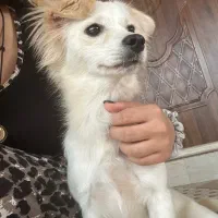 واگذاری سگ|سگ|کوچصفهان, |دیوار