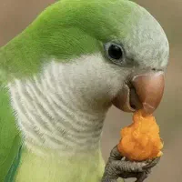 گیرینچیک راهب کاسکو