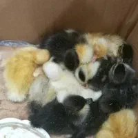 جوجه اردک محلی وپکنی|حیوانات مزرعه|رشت, ترمینال|دیوار