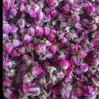 غنچه گل محمدی