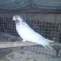 کله دمسبز|پرنده|زرندیه, |دیوار