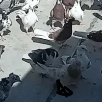 کبوتر گمشده