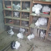 کفتر‌دم‌چتری‌اصل‌زیبا|پرنده|بندر ترکمن, |دیوار
