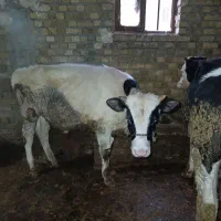 دو عدد گوساله نر یکی سیمینتال یکی هولشتاین