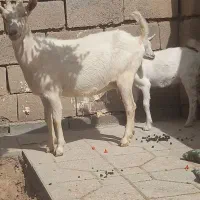 بزسانن