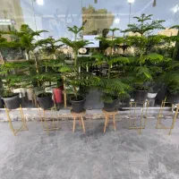 کاج مطبق|گل و گیاه طبیعی|بندرعباس, |دیوار