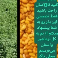 بذر یونجه محلی اصلااح شده بوجاری بمی تضمینی بم|خدمات باغبانی و درختکاری|بم, |دیوار