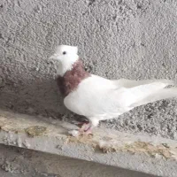 سیاه دمسفید|پرنده|شیراز, شهرک بهار|دیوار