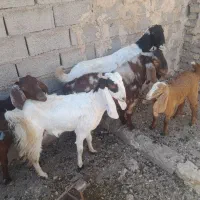 فروش فوری ۳عددبز ویک بزغاله چهل خال
