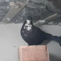 ماده سیاه ریش کلاهی