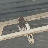 نر کله سرخ و ۲تا ماده طوق هفت رنگ