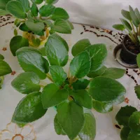 فروش گل بنفشه افریقایی|گل و گیاه طبیعی|قائم‌شهر, |دیوار