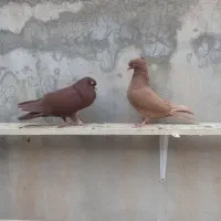 زرد وسرخ کاکلی|پرنده|کنگاور, |دیوار