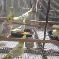 جوجه عروس هلندی دو کت|پرنده|بابل, |دیوار