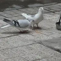 جفت کفتر کبوتر