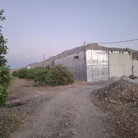 زمین درجه ۱ همراه با درخت در کلاغ نشین قیمت مناسب|فروش زمین و ملک کلنگی|دوگنبدان, |دیوار