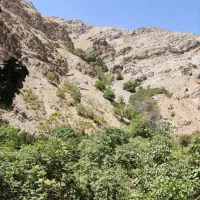 سگ خونگی
