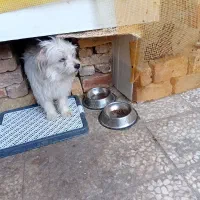 سرپرستی قبول میکنم