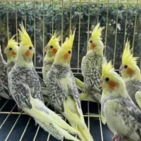 خریدوفروش عروس هلندی قناری ... تعداد و تکی