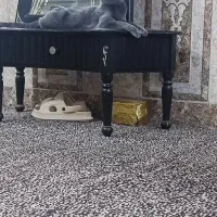 گربه برتیش|گربه|آبادان, |دیوار