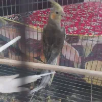 عروس هلندی نر|پرنده|هامون, |دیوار