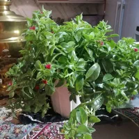 گل ناز نازی