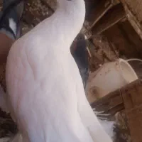 پرنده|پرنده|خور (اصفهان), |دیوار