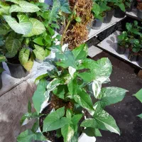 انواع گلهای تازه|گل و گیاه طبیعی|آستارا, |دیوار