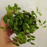 گلهای زیبای هویا با تنوع بالا|گل و گیاه طبیعی|اصفهان, شاهزاده ابراهیم|دیوار