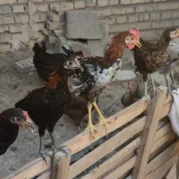 نیمچه خروس چهار و پنج ماه مرغ