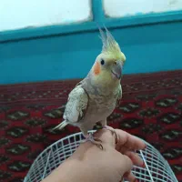 طوطی عروس ماده|پرنده|رشت, تازه آباد|دیوار