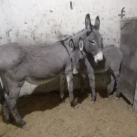 فروش شیر الاغ  یا خر