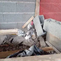 خروس سبرایت فقط ۴۵۰ هزار